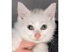 Adopt Ava a White Domestic Mediumhair (medium coat) cat in Huntley