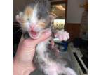 Adopt Little Kitten Creek a All Black Domestic Mediumhair / Mixed cat in