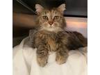 Adopt Maizie a Brown or Chocolate Domestic Longhair / Mixed cat in Murray