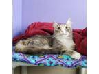 Adopt Renesme A Gray Or Blue Domestic Longhair / Mixed Cat In Mankato