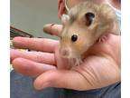 Adopt Caramel a Hamster (short coat) small animal in West Vancouver