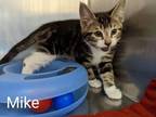 Adopt Mike a Domestic Shorthair / Mixed cat in Sherwood, OR (34737263)