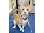 Adopt Cheeto a Domestic Shorthair / Mixed cat in Novato, CA (34737261)
