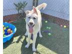 Adopt BARNEY a White German Shepherd Dog / Mixed dog in Salinas, CA (34736997)