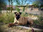 Adopt HARMONY* a Tan/Yellow/Fawn - with Black German Shepherd Dog / Mixed dog in