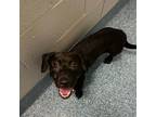 Adopt Dale a Black Labrador Retriever / Mixed Breed (Small) / Mixed dog in