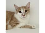 Adopt Boop a Tan or Fawn Tabby Domestic Shorthair / Mixed cat in Greensboro
