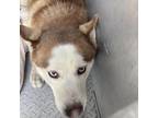 Adopt Rosie a Brown/Chocolate Husky / Mixed dog in Greensboro, NC (34736863)