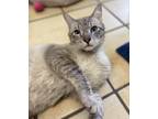 Adopt Pantera a Domestic Shorthair / Mixed cat in West Vancouver, BC (34736862)