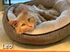 Adopt Leo a Domestic Mediumhair / Mixed cat in Vernon, BC (34736859)
