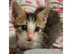 Adopt Kim Chi A Brown Or Chocolate Domestic Shorthair / Mixed Cat In Edinburg