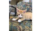 Adopt Mad Max A Orange Or Red Domestic Shorthair / Domestic Shorthair / Mixed