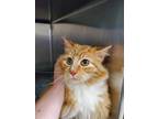 Adopt Marigold a Orange or Red Domestic Longhair / Domestic Shorthair / Mixed