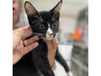 Adopt Habanero a All Black Domestic Shorthair / Mixed cat in Englewood