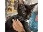 Adopt Bell a All Black Domestic Shorthair / Mixed cat in Englewood