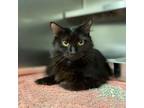 Adopt Whitney a All Black Domestic Mediumhair / Mixed cat in Englewood