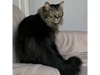Adopt Jazz a All Black Domestic Mediumhair / Mixed cat in Franklin