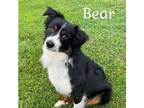 Adopt Bear Bear a Black Australian Shepherd / Mixed dog in Washington