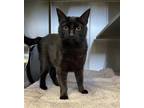 Adopt MONKEY a All Black Domestic Mediumhair / Mixed (medium coat) cat in Santa