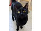Adopt BINX a All Black Domestic Shorthair / Mixed (short coat) cat in Boston