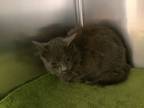 Adopt a Domestic Mediumhair / Mixed cat in Pomona, CA (34736689)