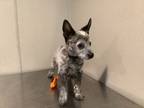 Adopt a Australian Cattle Dog / Mixed dog in Pomona, CA (34736687)