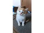 Adopt Swiss a Orange or Red (Mostly) Domestic Shorthair cat in LINCOLN