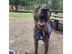 Adopt Laurel a Brindle Mixed Breed (Medium) / Mixed dog in Memphis
