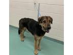 Adopt Syd a Black Mixed Breed (Large) / Mixed dog in Memphis, TN (34736485)