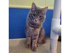 Adopt Mrs. Graham A Gray Or Blue Domestic Shorthair / Mixed Cat In Ridgeland