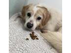 Adopt Obi a White - with Tan, Yellow or Fawn Pembroke Welsh Corgi / Mixed dog in