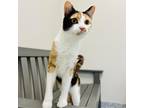 Adopt Zoe A Calico Or Dilute Calico Domestic Shorthair / Mixed Cat In Great