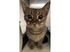 Adopt May a Gray or Blue Domestic Shorthair / Domestic Shorthair / Mixed cat in