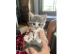 Adopt Mew a Gray or Blue (Mostly) Domestic Mediumhair (medium coat) cat in