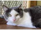 Adopt Addie a White Domestic Shorthair / Domestic Shorthair / Mixed cat in