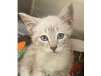 Adopt Ella a White Domestic Shorthair / Siamese / Mixed cat in Burlington