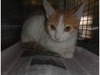 Adopt BELLA a Orange or Red Tabby Domestic Shorthair / Mixed (short coat) cat in