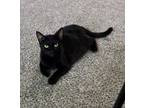 Adopt Teva a All Black Domestic Shorthair / Domestic Shorthair / Mixed cat in