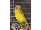 Adopt Tweety Bonded To Rio a Budgie bird in Comox, BC (34735963)