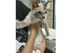 Adopt Lyra a White Domestic Shorthair / Domestic Shorthair / Mixed cat in