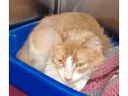 Adopt Sparks A Orange Or Red Tabby Domestic Mediumhair / Mixed Cat In Dickson