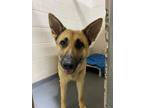 Adopt 22-05-1460 Natalie a German Shepherd Dog / Mixed dog in Dallas