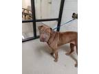Adopt 50241925 a Red/Golden/Orange/Chestnut Shar Pei / Mixed dog in Fort Worth