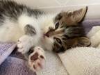 Adopt Theodore a Brown Tabby Maine Coon (medium coat) cat in Ypsilanti