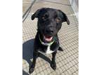 Adopt Cody a Black Labrador Retriever / Mixed dog in Aberdeen, SD (34735567)