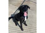 Adopt Zack a Black Labrador Retriever / Mixed dog in Aberdeen, SD (34735569)