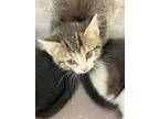 Adopt Macaroni a White Domestic Shorthair / Domestic Shorthair / Mixed cat in