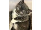 Adopt Fettuccine a All Black Domestic Shorthair / Domestic Shorthair / Mixed cat