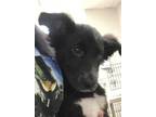 Adopt Virgo A Black Border Collie / Mixed Dog In Gulfport, MS (34735590)