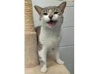 Adopt Scarbz a Gray or Blue Domestic Shorthair / Domestic Shorthair / Mixed cat